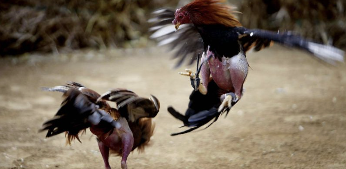The popular spur type in cockfighting competitions is iron spurs