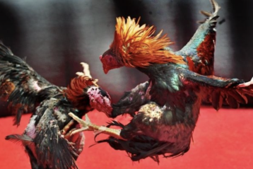 Understand clearly about Hi88 live cockfighting
