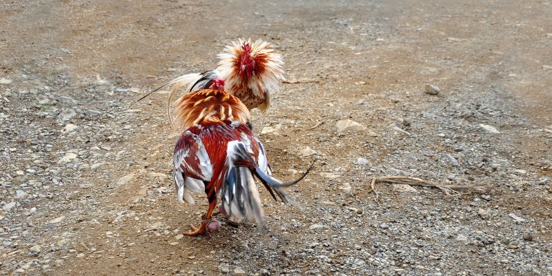 Cockfight RR88