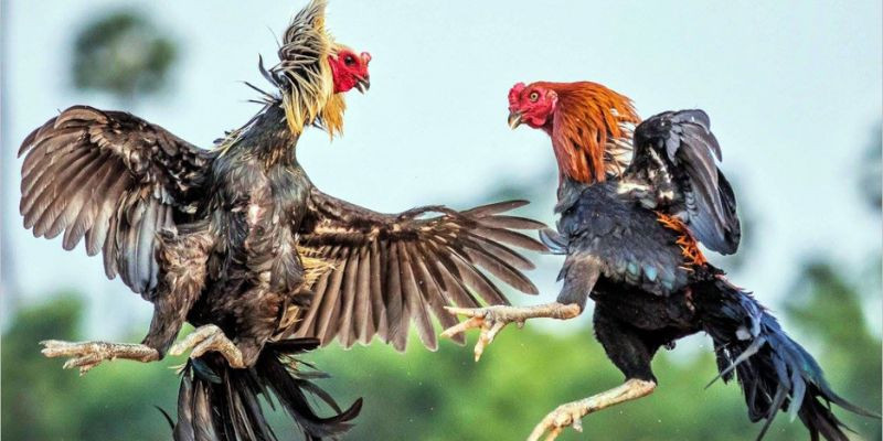 Cockfight RR88