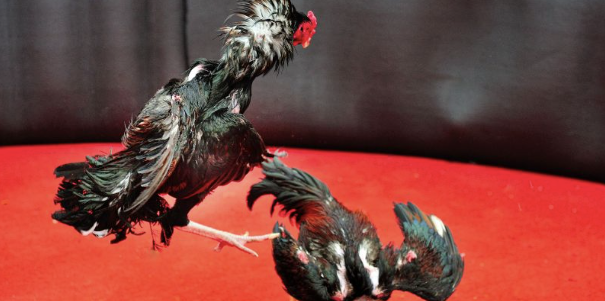 Why is live Cambodian cockfighting today the center of attention?
