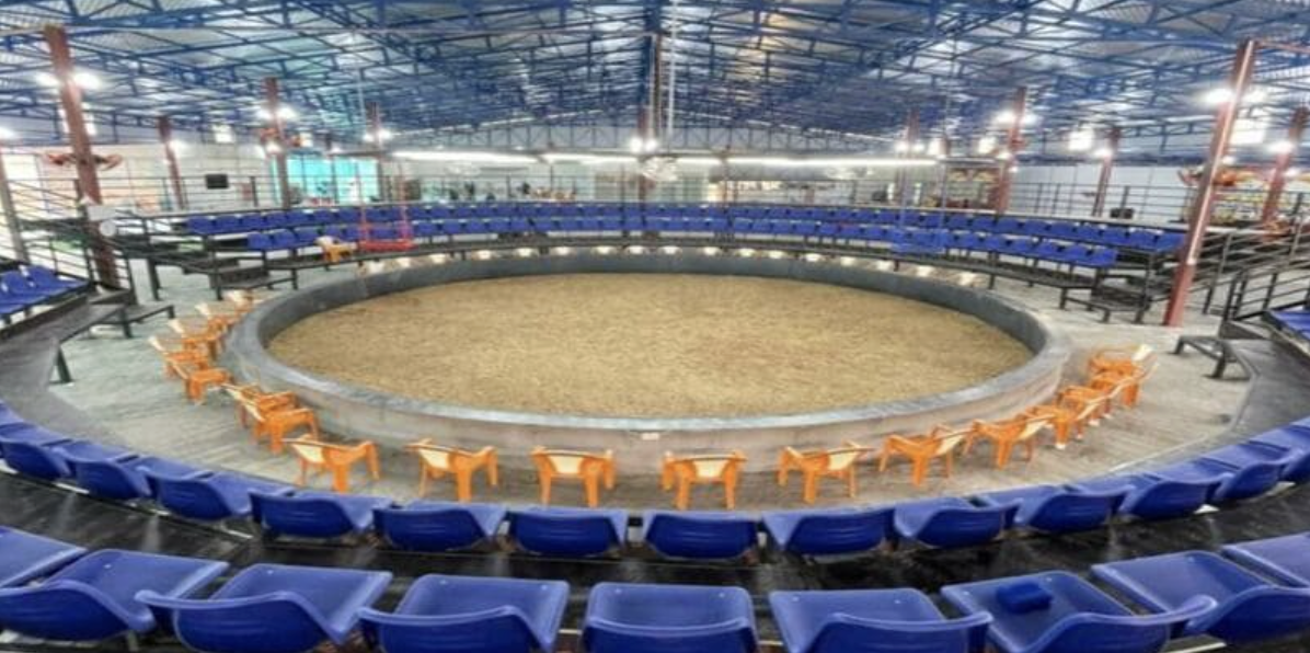 Experience watching live Cambodian cockfighting every day
