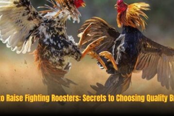 How to Raise Fighting Roosters: Secrets to Choosing Quality Breeds