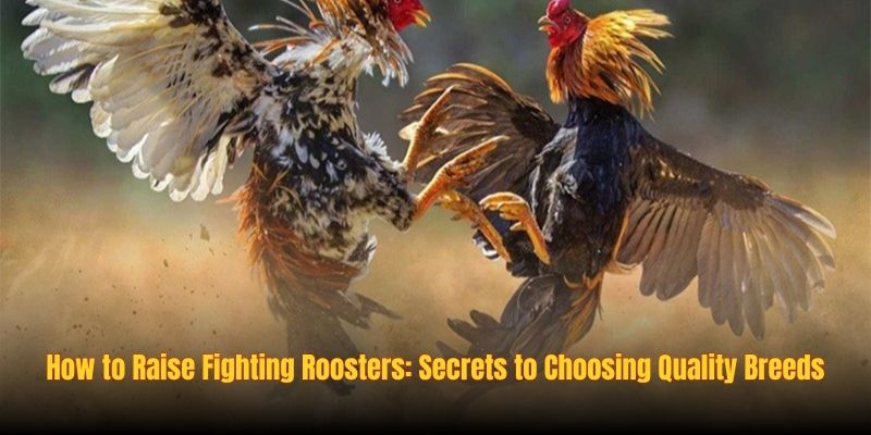 How to Raise Fighting Roosters: Secrets to Choosing Quality Breeds