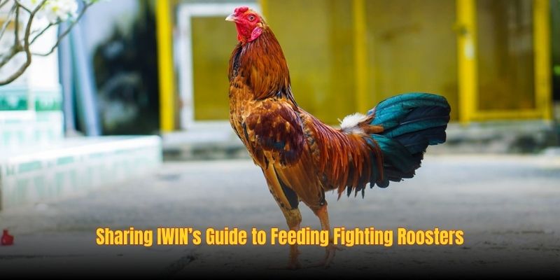 Sharing IWIN’s Guide to Feeding Fighting Roosters