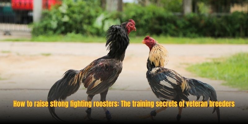 How to raise strong fighting roosters: The training secrets of veteran breeders