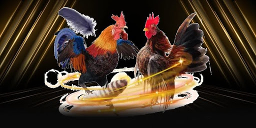 Cockfighting