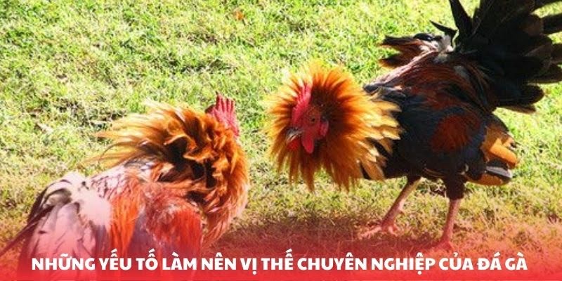 The most professional match making partner system.