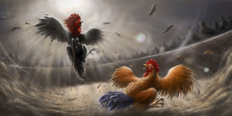 Reasons the cockfighting match reached a record betting level