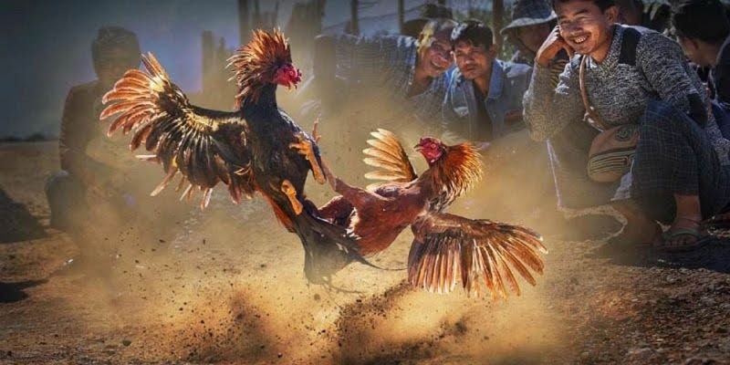 Smooth viewing experience, transparent betting.