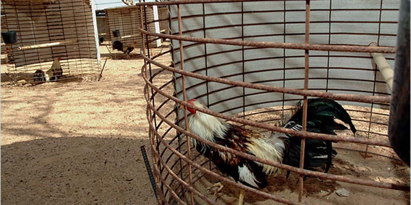 Guide on how to build a coop for fighting chickens