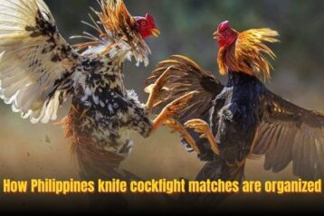 How Philippines knife cockfight matches are organized