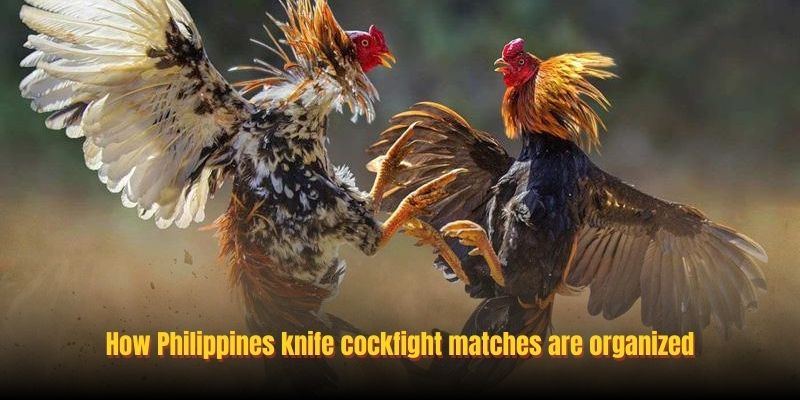 How Philippines knife cockfight matches are organized