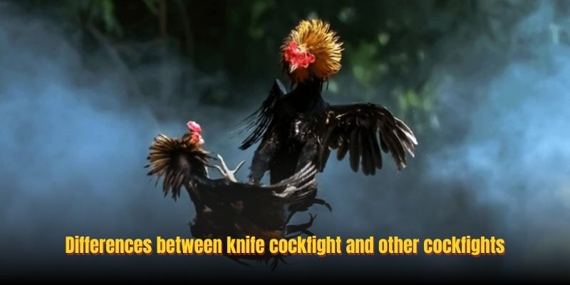 Differences between knife cockfight and other cockfights