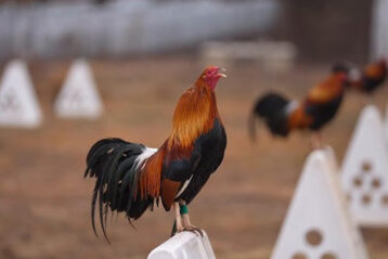 Technical parameters optimizing sunlight exposure daily