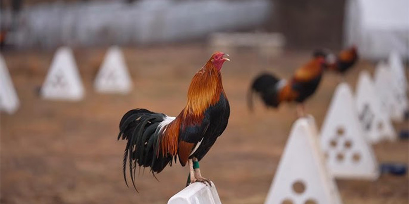 Technical parameters optimizing sunlight exposure daily