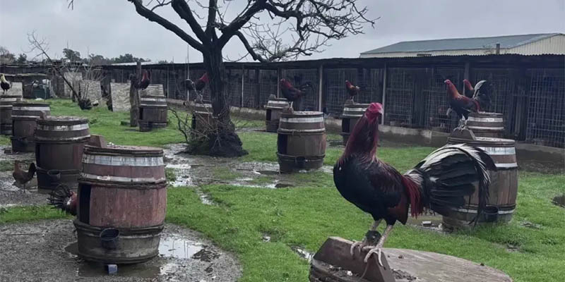 Treating foundations protecting warrior bird legs perfectly